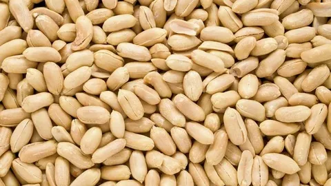 تصویر 3 از معرفی بادام زمینی کره گیری + بهترین قیمت خرید